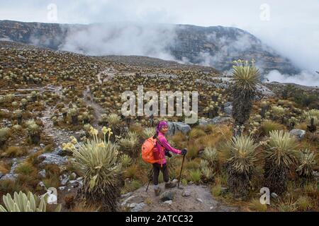 Trekking tra i ferraejones in alta quota páramo, Parco Nazionale El Cocuy, Boyaca, Colombia Foto Stock