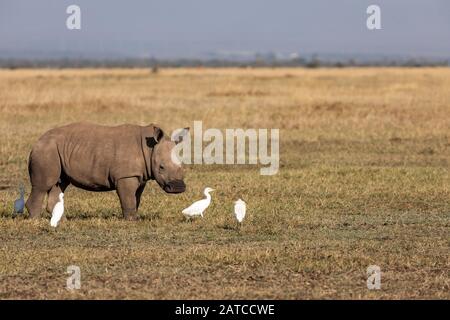 Rinoceronte Bianco del Sud (Ceratotherium simum simum) alimentazione di vitello sulla savana in Ol Pejeta Conservancy, Kenya Foto Stock