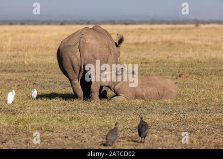 Rinoceronte Bianco del Sud (Ceratotherium simum simum) vitello infermieristica sulla savana In Ol Pejeta Conservancy, Kenya Foto Stock