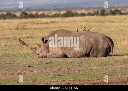 Rinoceronte Bianco del Sud (Ceratotherium simum simum) adulto che riposa sulla savana in Ol Pejeta Conservancy, Kenya Foto Stock