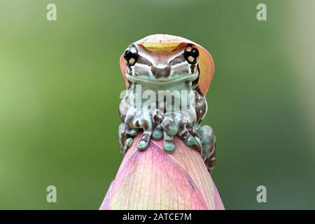 Amazon rana di latte su un germoglio di fiore, Indonesia Foto Stock