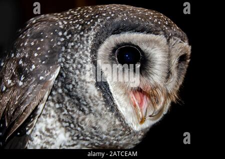 Close-up di un gufo mascherato, Australia Foto Stock