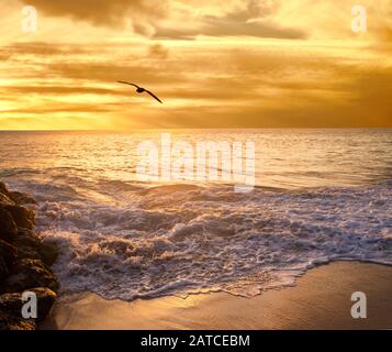 Volo di uccello sulla spiaggia al tramonto, Perth, Australia Occidentale, Australia Foto Stock