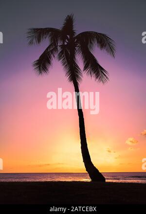 Silhouette di una palma sulla spiaggia al tramonto, Indonesia Foto Stock