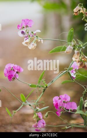 Pea sudore eterno, Latyrus latifolius in ambiente naturale fiorendo in estate. Messa a fuoco selettiva Foto Stock