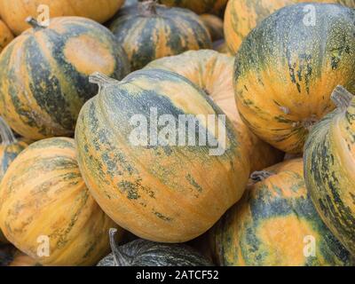 Raccolta: Mucchio di zucca di olio della Stiria, Cucurbita pepo styriaca Foto Stock