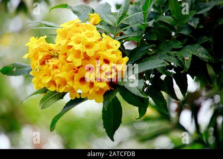 Gelbe Trompetenblume (Tecoma Stans), Kyrenia, Türkische Republik Nordzypern Foto Stock