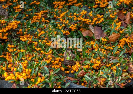 Piccolo sfondo giallo frutti di bosco con messa a fuoco al centro. Grappoli di frutti di bosco che coprono rocce grigio scuro in luce del giorno. Shot ai giardini botanici Foto Stock