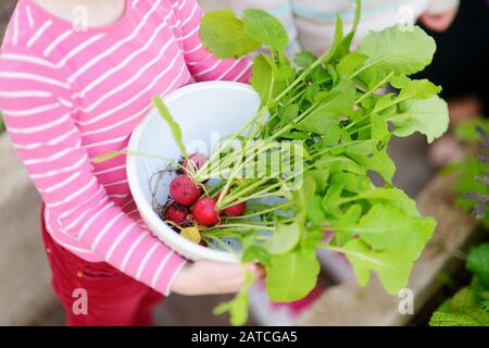 Cute bambina che tiene una ciotola con freschi ravanelli organici. Bambino che aiuta in un giardino. Cibo biologico fresco e sano per bambini piccoli. Nutrizione di famiglia in Foto Stock