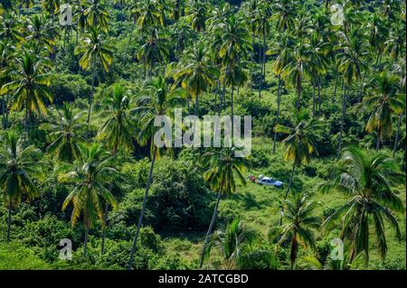 Vista del boschetto di palme da cocco da la Contaduria, San Blas, Riviera Nayarit, Messico. Foto Stock