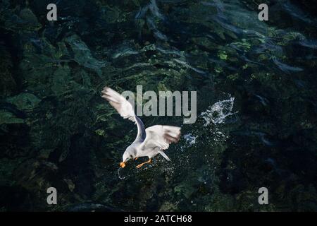 Seagull è visto sopra l'acqua di mare come uccelli di mare Foto Stock
