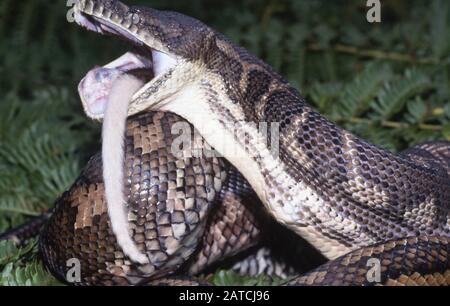 Pappe di serpente sul tappeto costiero su Possum Foto Stock