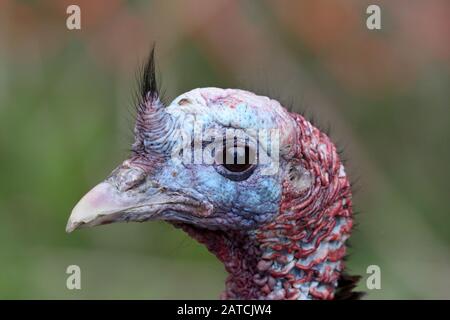 Gallina di tacchino selvatico Foto Stock