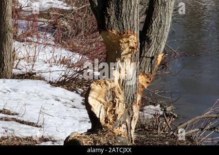 Gravi danni all'albero nel parco da castori Foto Stock