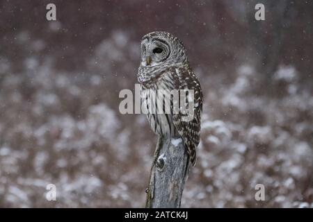 Barred Owl nella Riserva Naturale Foto Stock