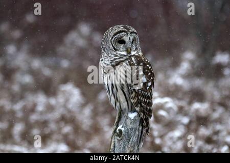 Barred Owl nella Riserva Naturale Foto Stock