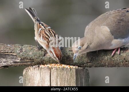 Albero Sparrow sul ramo con colomba Foto Stock
