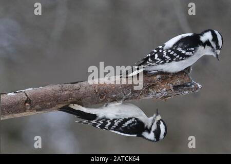 Picchio downy nella riserva naturale Foto Stock