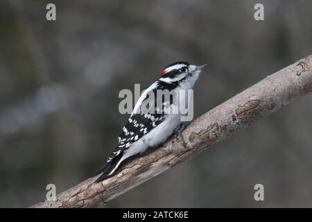 Picchio downy nella riserva naturale Foto Stock