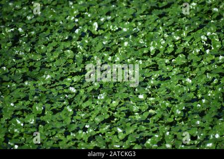 N strato verde non rotto di ninnywort galleggiante (Hydrocotyle ranunculoides), una pianta di acqua verde, sulla superficie di una piccola piscina vicino a Watsonville Slough, Foto Stock