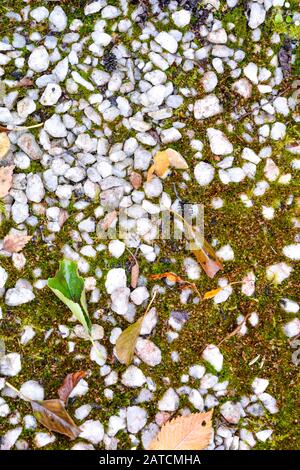 La tessitura di terra con piccole bianco pietre di marmo e crescente muschio verde e alcune foglie cadute. Le macerie e moss su terra Foto Stock