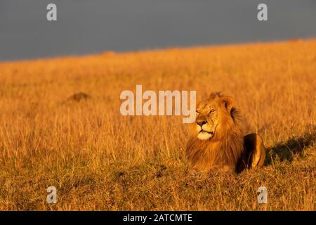 Leone africano (Panthera leo) maschio sulla savana a Mara North Conservancy, Kenya Foto Stock