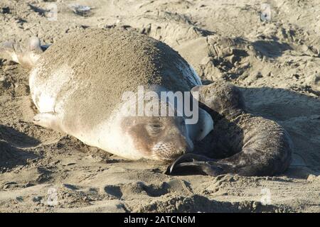 La foca di elefante della madre e la guarnizione dell'elefante del neonato su una spiaggia nella California del Nord, San Simeon. Foto Stock