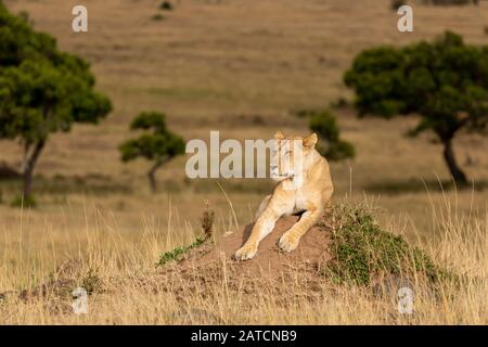Leone africano (Panthera leo) femmina su un tumulo termite sulla savana in Mara North Conservancy, Kenya Foto Stock