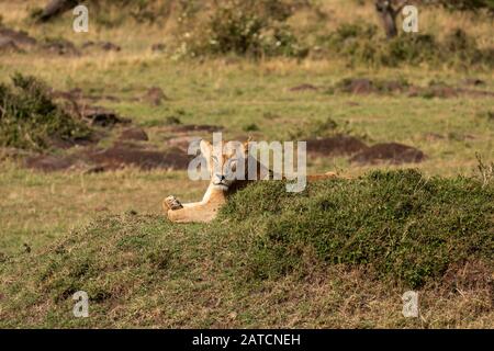 Leone africano (Panthera leo), femmina che riposa sulla savana in Mara North Conservancy, Kenya Foto Stock