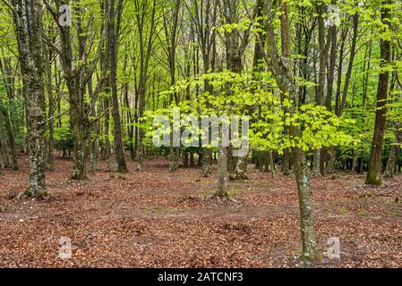 Europea di faggio (Fagus sylvatica) foresta, Foresta Umbra, il Parco Nazionale del Gargano, vicino a Vico del Gargano in Puglia, Italia Foto Stock