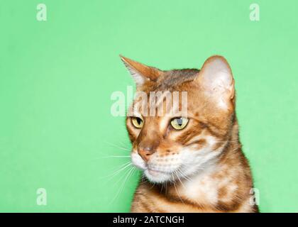 Primo piano profilo ritratto di un adorabile arancio e marrone Bengala gatto guardando agli spettatori a sinistra con curioso espressione. Sfondo verde con spazio di copia Foto Stock