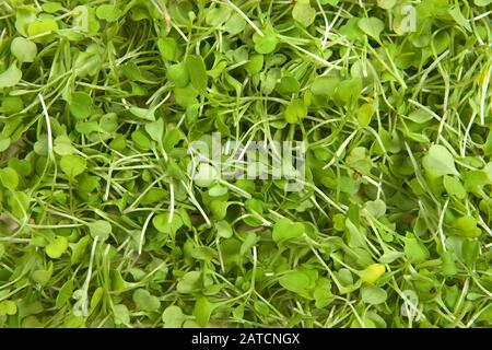 Sfondo di Arucola o rucola, una pianta commestibile annuale della famiglia Brassicaceae utilizzato come vegetale a foglia per il suo fresco, crostata, amaro, e pepato Foto Stock