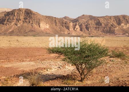 Lone Acacia albero sul fondo valle nella valle di Timna, deserto Negev, Distretto Meridionale, Israele Foto Stock
