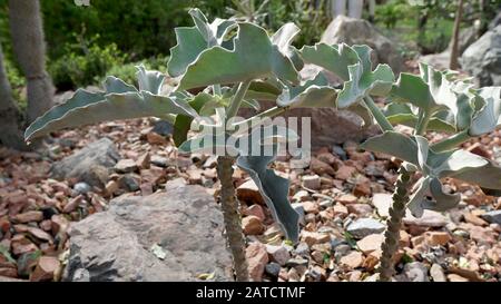 Kalanchoe beharensis è una pianta sempreverde succulenta perenne della famiglia delle Crassulaceae. Questa pianta ha ottenuto il Premio della Royal Horticultural Society. Foto Stock