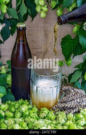 Versare la birra da una bottiglia in un vetro circondato dal verde del luppolo e di grano. Bevanda al luppolo. La birra in pinta, sfondo ingredienti per la fabbricazione della birra. Foto Stock