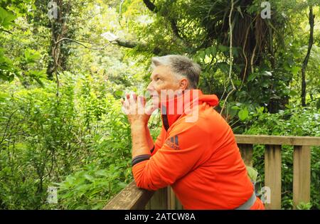 Donna di mezza età (63) nella NZ Bush Reserve, guardando in su e sorridendo all'ambiente Foto Stock