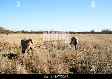 Bella ripresa di asini carino pascolo in un campo pieno di erba secca sotto un cielo blu Foto Stock
