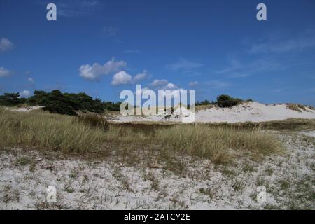 Duna erbosa vicino alla costa di Dueodde, Bornholm Foto Stock