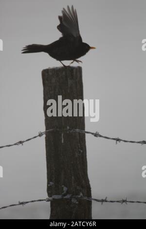 Colpo verticale di un uccello nero in un supporto di legno con un filo spinato Foto Stock