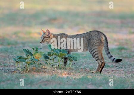 African gatto selvatico (Felis silvestris lybica) in habitat naturale, deserto Kalahari, Sud Africa Foto Stock