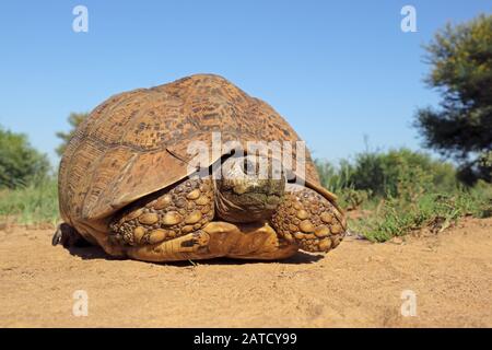 Leopard tartaruga (Stigmochelys pardalis) in habitat naturale, Sud Africa Foto Stock