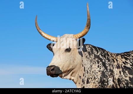 Ritratto di una mucca Nguni - bovini indigeni la razza del Sud Africa Foto Stock