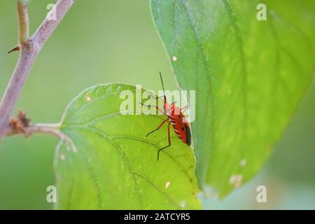 Femmina di carta wasp.Common vespa, vespa, insetto su foglia verde con fotografia vintage verde, vespa foto Foto Stock