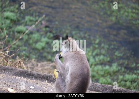 Scimmie Langur in india , scimmia mangiare banane fuori Foto Stock