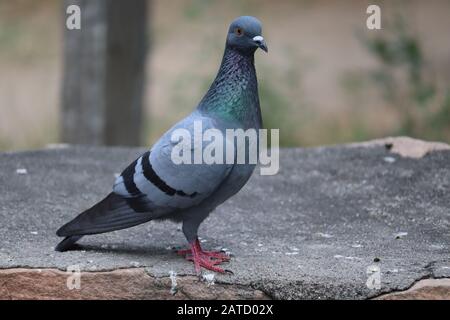 corpo laterale completo di velocità da corsa piccione uccello sfocatura sfondo Foto Stock