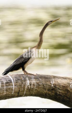 Donna, darter australasiano appollaiato sul ceppo che riposa ed asciuga il relativo piumaggio nel Queensland del Nord in Australia. Foto Stock