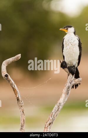 Un pied Cormorant australiano siede appollaiato su ramo di albero che asciuga le sue piume nel paese del Golfo del Queensland di Australia. Foto Stock