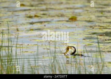 Pied Cormorant con un Cherapin australiano nel suo becco nuotare via in una laguna nel Queensland del Nord, Australia. Foto Stock