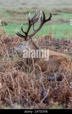 Cervo rosso Stag Cervus elaphus in inverno Foto Stock