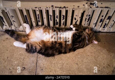 Un residente della Cattedrale di Wells tortoiseshell-e-bianco tabby gatto addormentato sulla navata nord indisturbato dal pubblico a piedi vicino a lei. Foto Stock